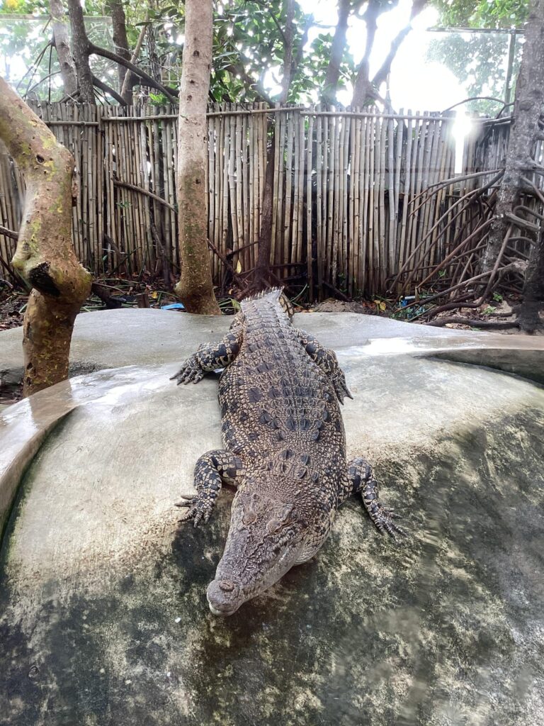 Cá sấu tại Viện Hải Dương Học