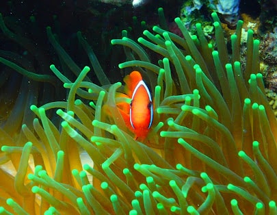 Sinh vật biển Hòn Mun Nha Trang