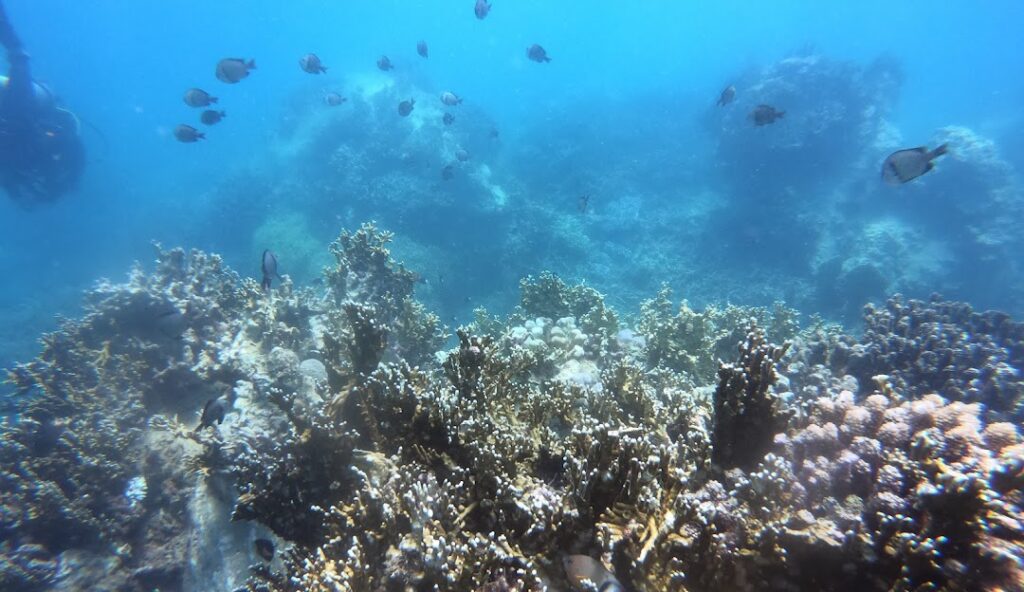 Hòn Mun Nha Trang 2