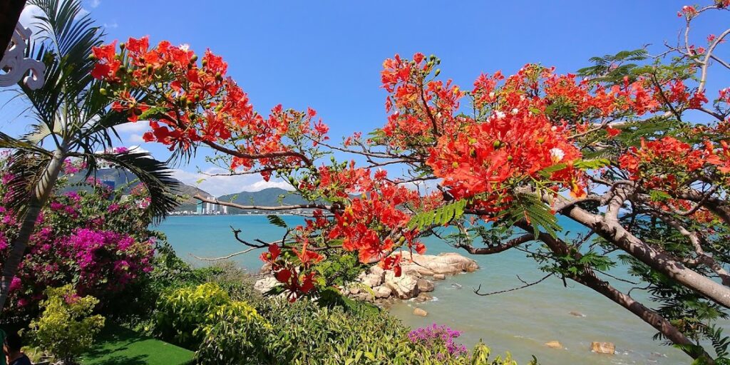 Hòn chồng nha trang 6